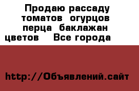 Продаю рассаду томатов, огурцов, перца, баклажан, цветов  - Все города  »    